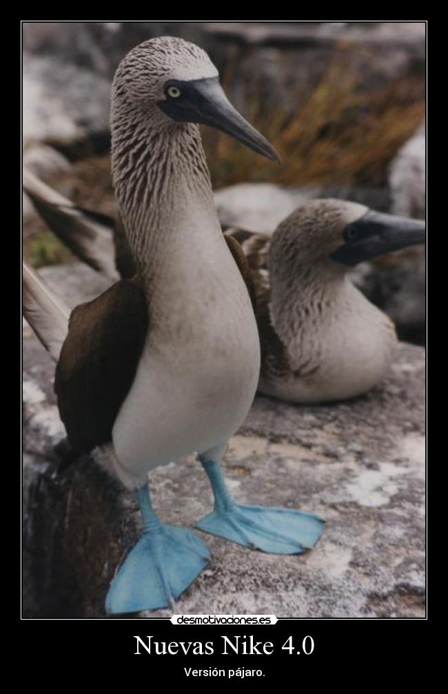 Nuevas Nike 4.0 -