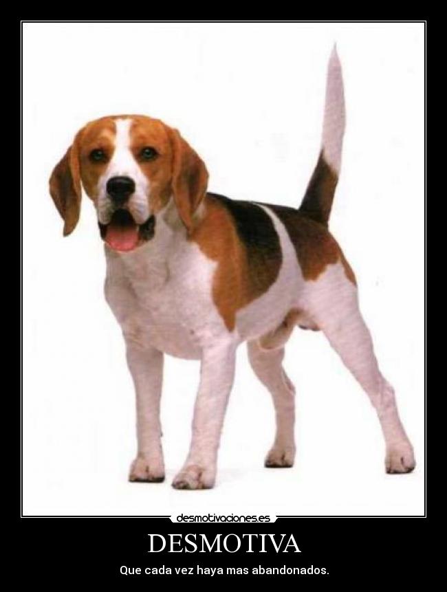 DESMOTIVA - Que cada vez haya mas abandonados.