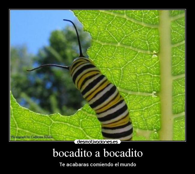 bocadito a bocadito -