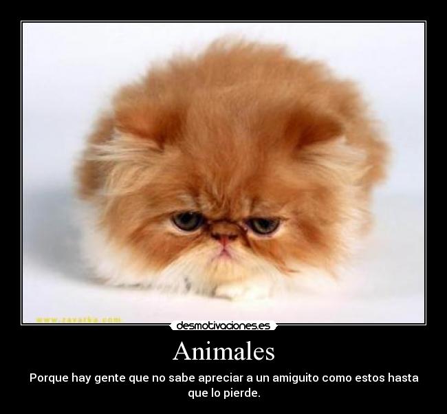 Animales - Porque hay gente que no sabe apreciar a un amiguito como estos hasta que lo pierde.