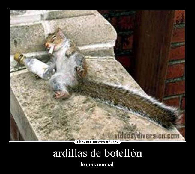 ardillas de botellón - lo más normal