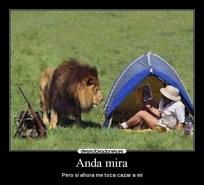 Anda mira - Pero si ahora me toca cazar a mí