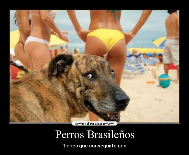 Perros Brasileños - Tienes que conseguirte uno