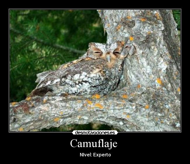 Camuflaje  - 