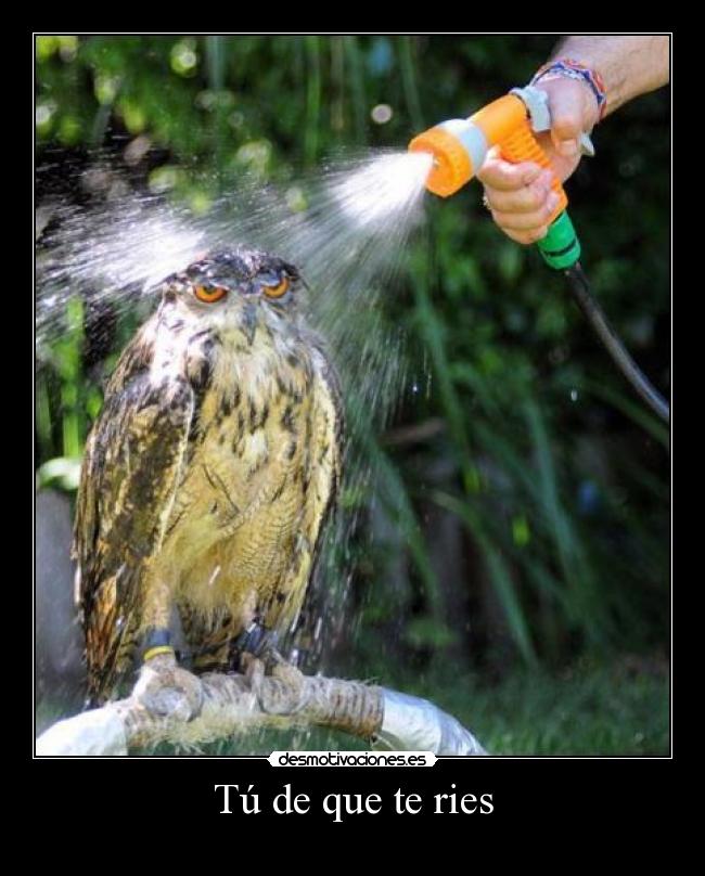 Tú de que te ries -