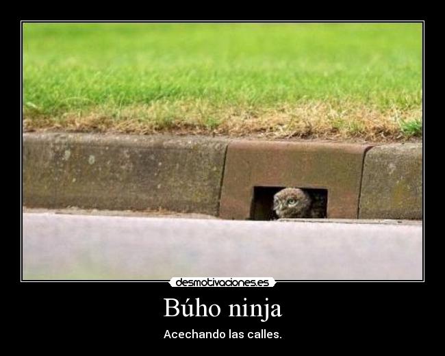 Búho ninja - Acechando las calles.