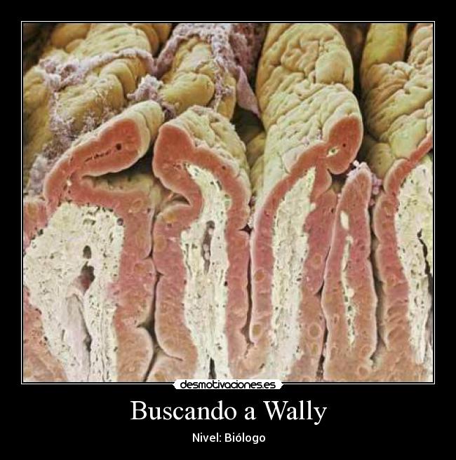 Buscando a Wally - Nivel: Biólogo