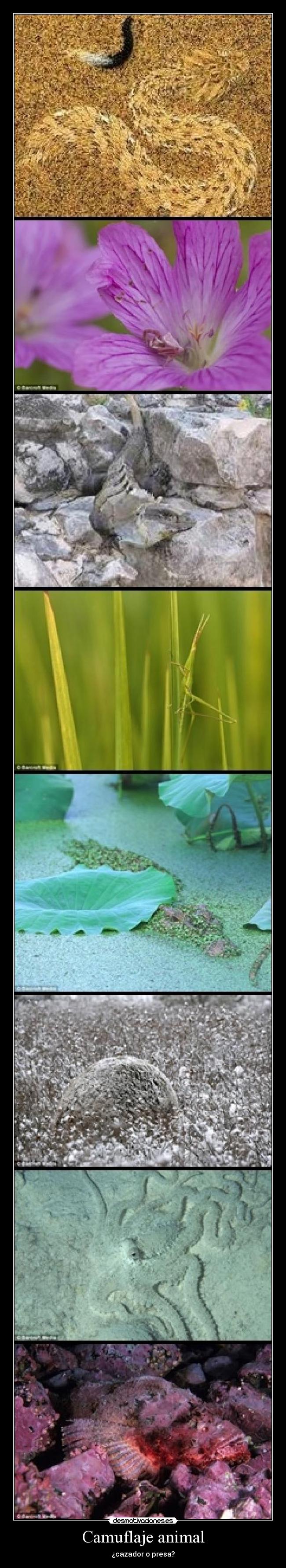 Camuflaje animal -
