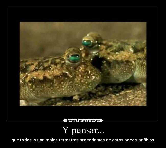 Y pensar... - que todos los animales terrestres procedemos de estos peces-anfibios.