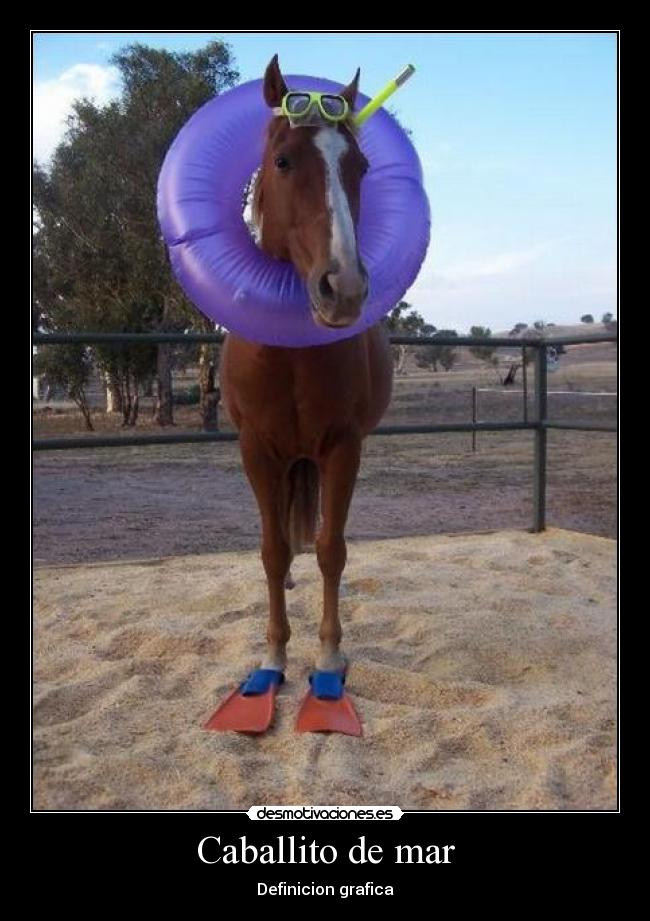 Caballito de mar - Definicion grafica