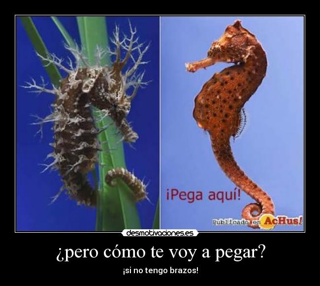 ¿pero cómo te voy a pegar? - 