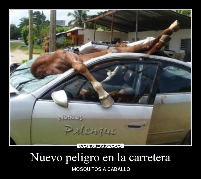 Nuevo peligro en la carretera - MOSQUITOS A CABALLO