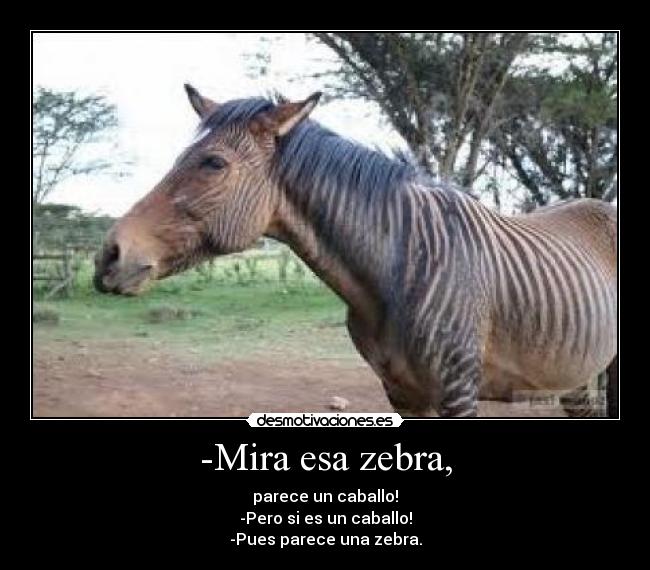 -Mira esa zebra, -