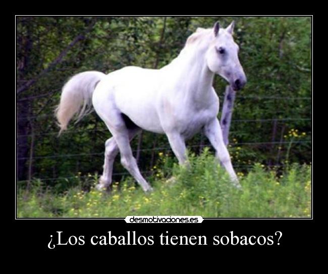 ¿Los caballos tienen sobacos? -