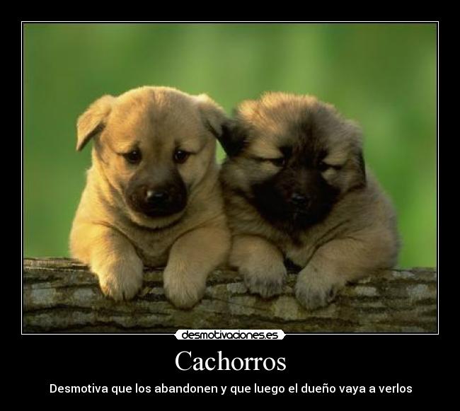 Cachorros - 