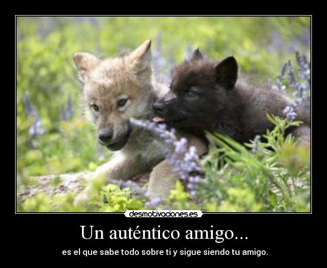 Un auténtico amigo... - es el que sabe todo sobre ti y sigue siendo tu amigo.