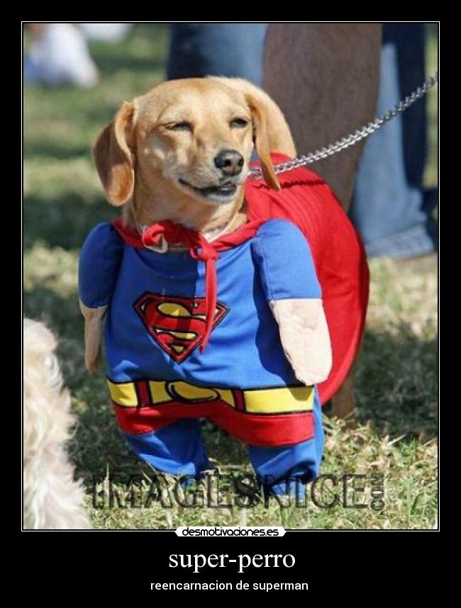 super-perro - reencarnacion de superman