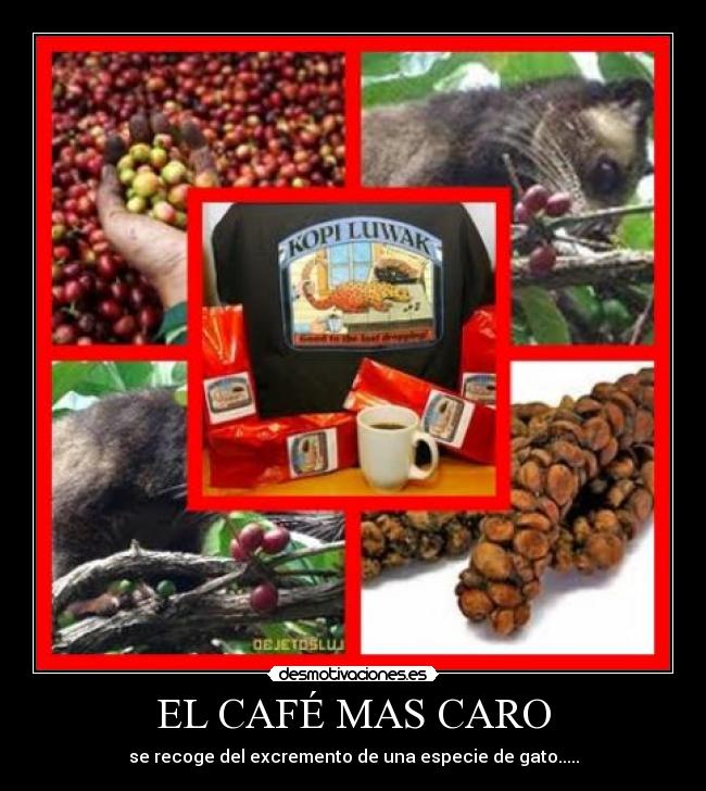 EL CAFÉ MAS CARO -
