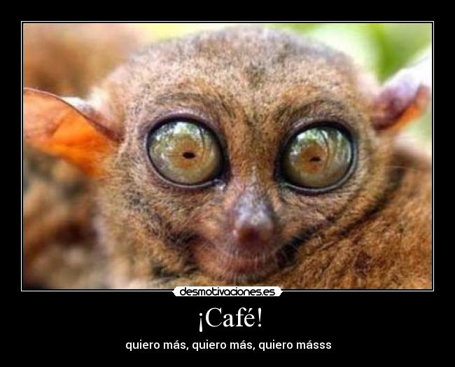 ¡Café! - quiero más, quiero más, quiero másss