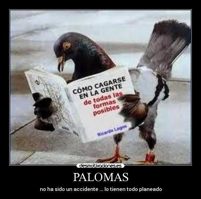 PALOMAS - 