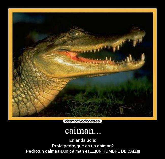 caiman... -