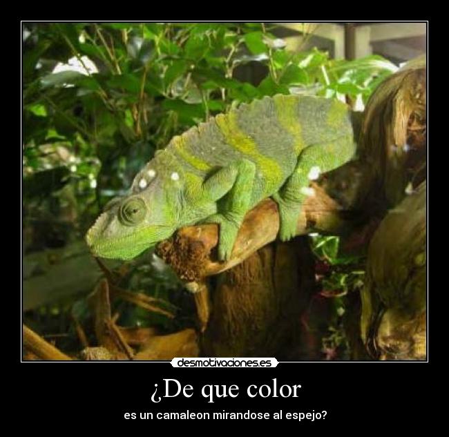 ¿De que color -