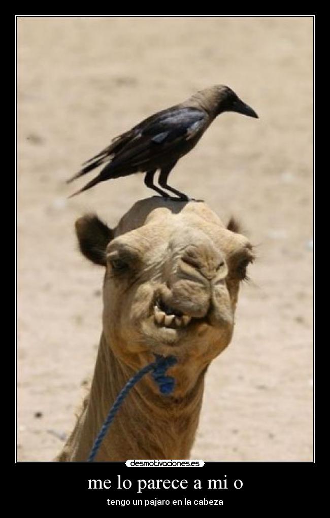 me lo parece a mi o - tengo un pajaro en la cabeza