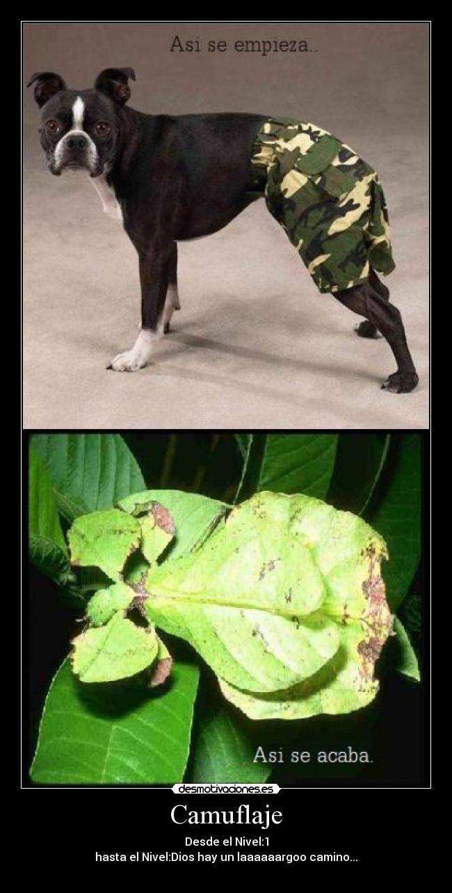 Camuflaje - 