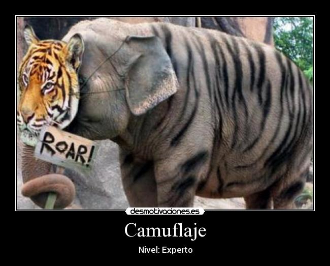 Camuflaje - Nivel: Experto