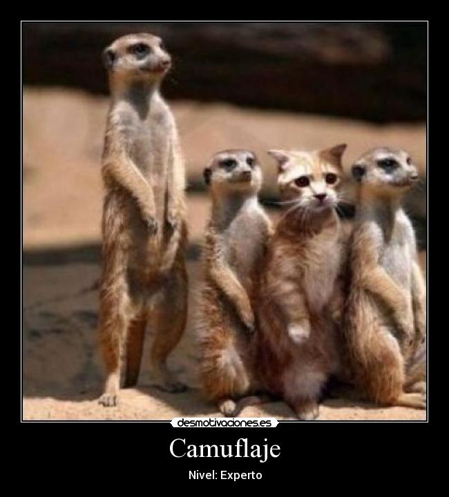 Camuflaje - 