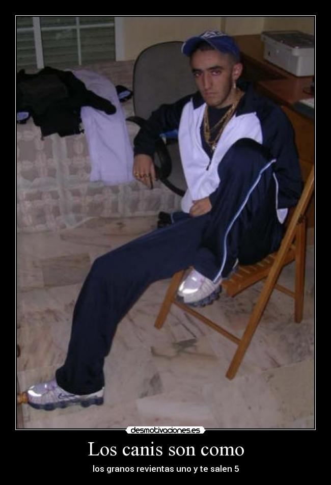 Los canis son como -