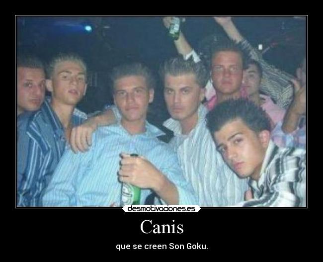 Canis - que se creen Son Goku.