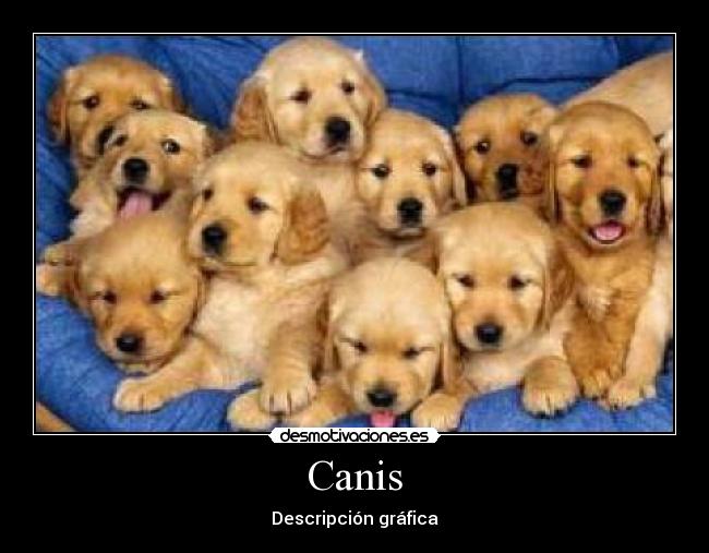 Canis - Descripción gráfica