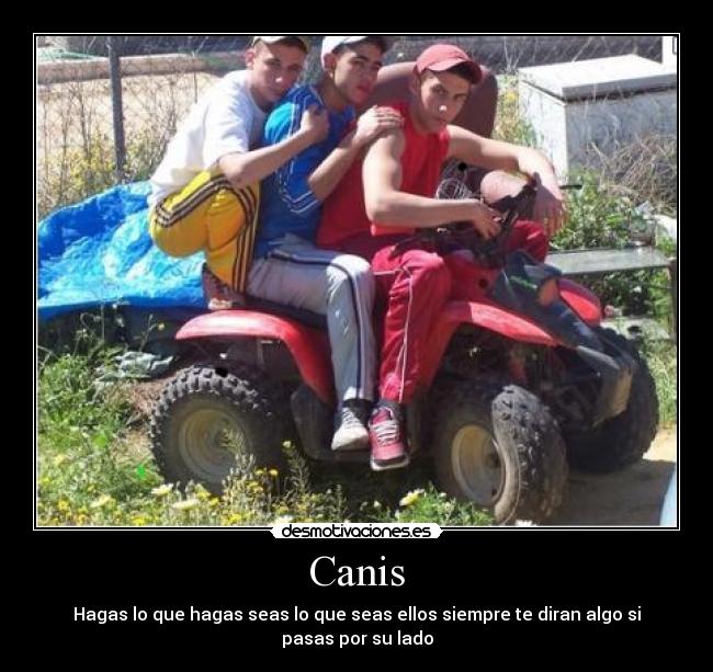 Canis - 