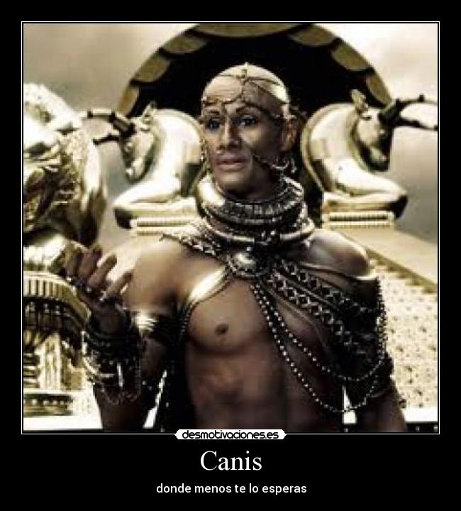 Canis -