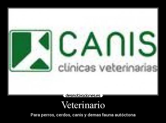 Veterinario - 
