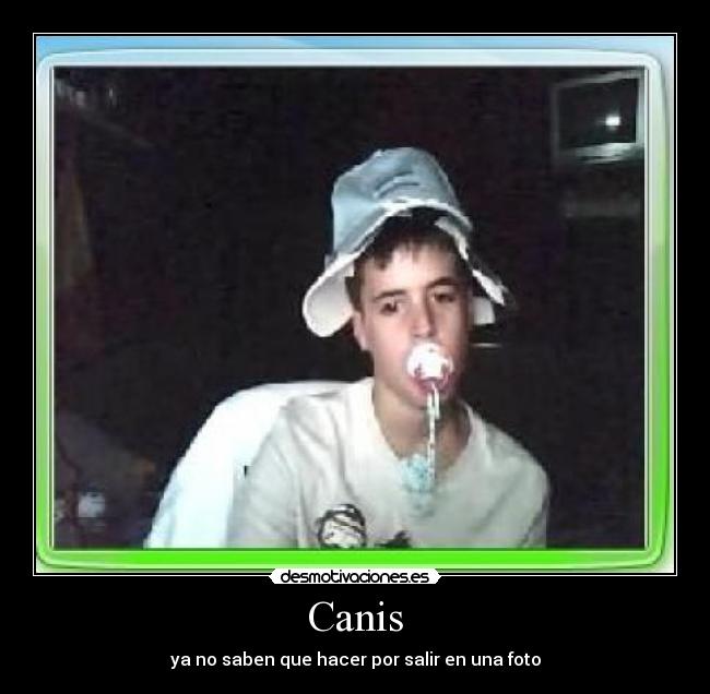 Canis - ya no saben que hacer por salir en una foto