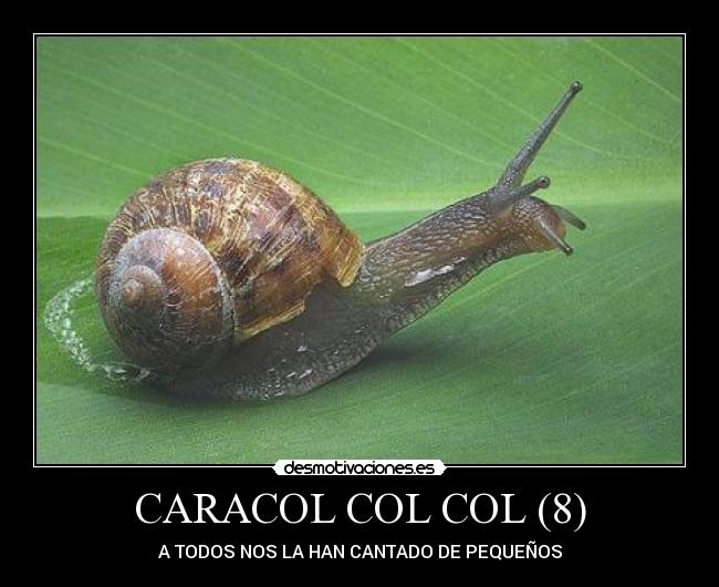 CARACOL COL COL (8) -