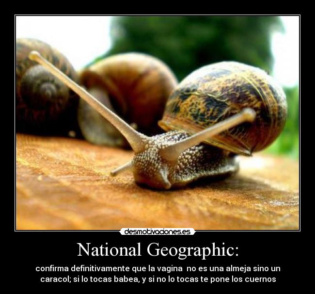 National Geographic: - confirma definitivamente que la vagina no es una almeja sino un
caracol; si lo tocas babea, y si no lo tocas te pone los cuernos