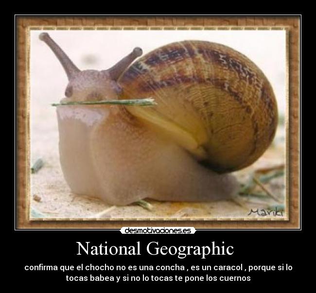 National Geographic - confirma que el chocho no es una concha , es un caracol , porque si lo
tocas babea y si no lo tocas te pone los cuernos