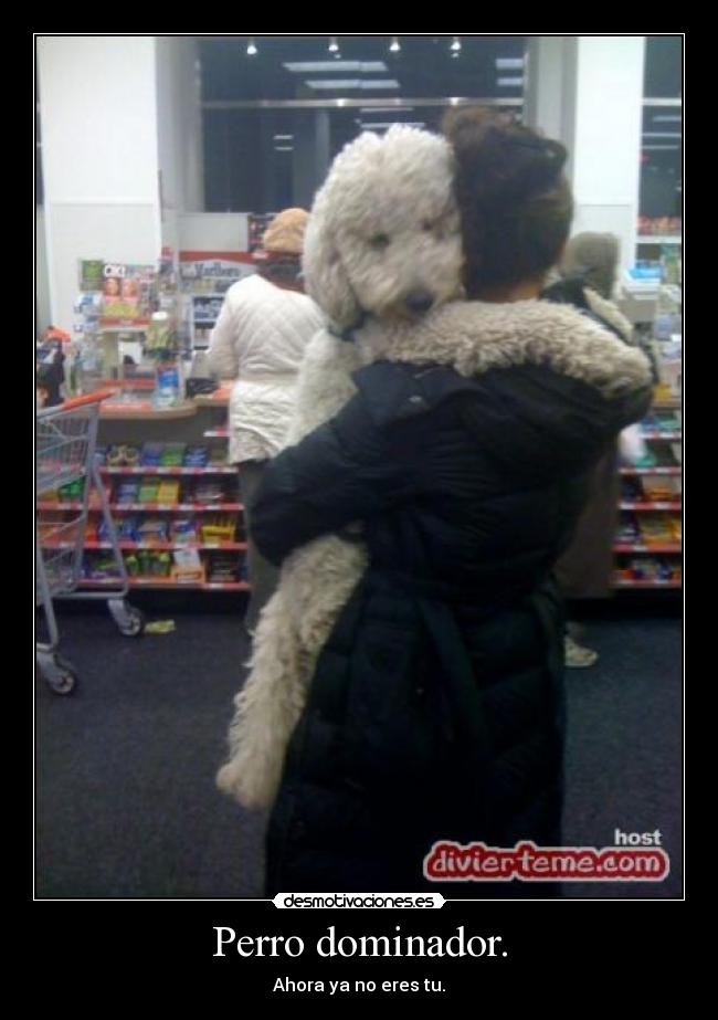 carteles perro desmotivaciones