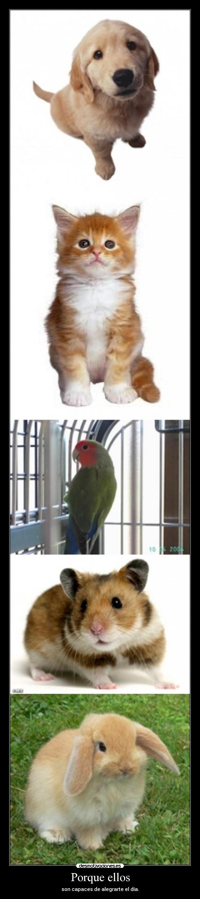 Porque ellos - son capaces de alegrarte el día.