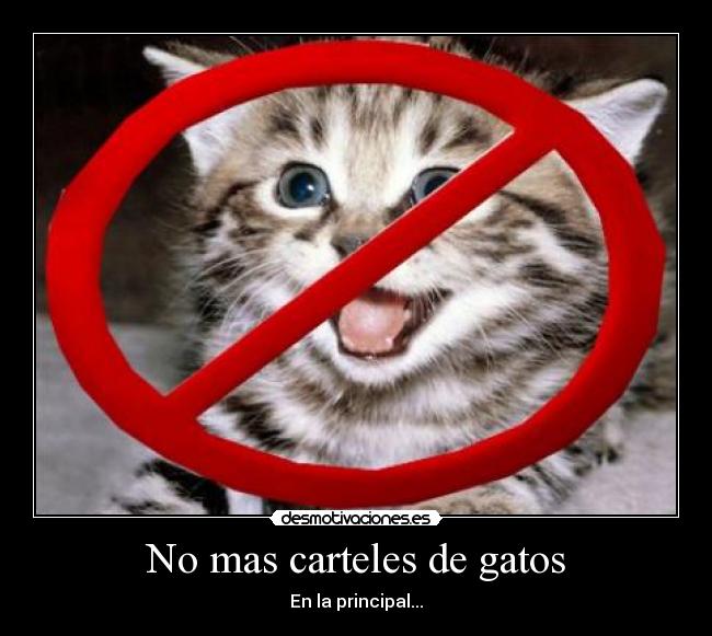 carteles gatos mas carteles gatos principal desmotivaciones