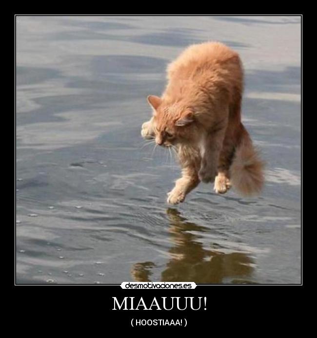 MIAAUUU! - ( HOOSTIAAA! )