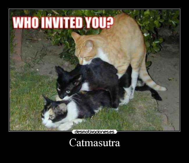 Catmasutra - 