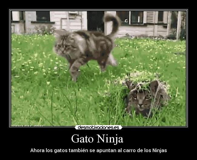 Gato Ninja -