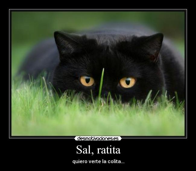 Sal, ratita - 