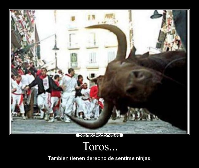 Toros... - Tambien tienen derecho de sentirse ninjas.