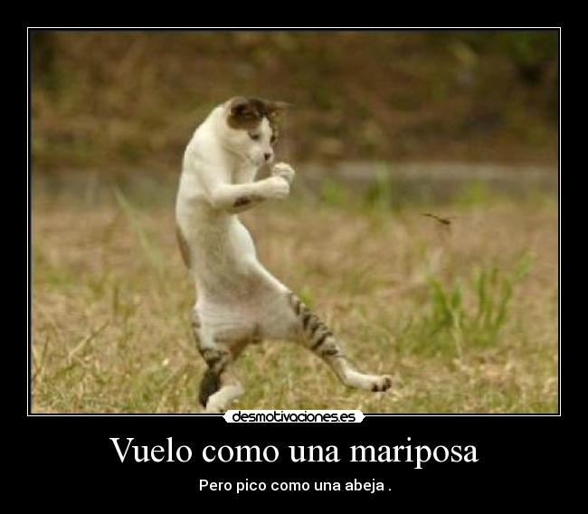 Vuelo como una mariposa - Pero pico como una abeja .