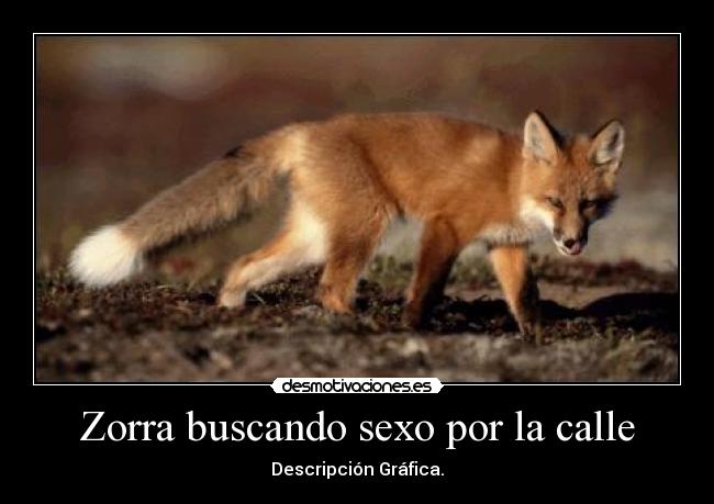 Zorra buscando sexo por la calle -